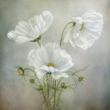 Cosmos Charm by Mandy Disher