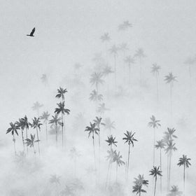 Cocora Valley by Alexey Malashin