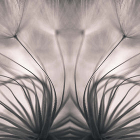 Dandelion by Keren Or