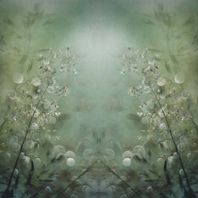 Grasses by Nel Talen