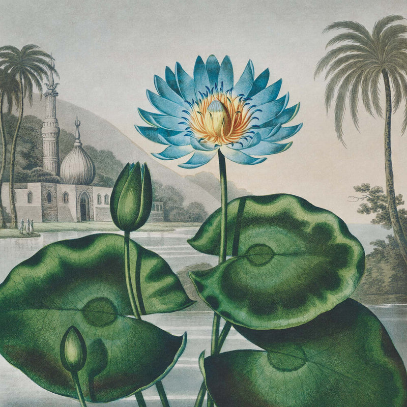 Lotus Azul