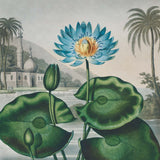 Lotus Azul