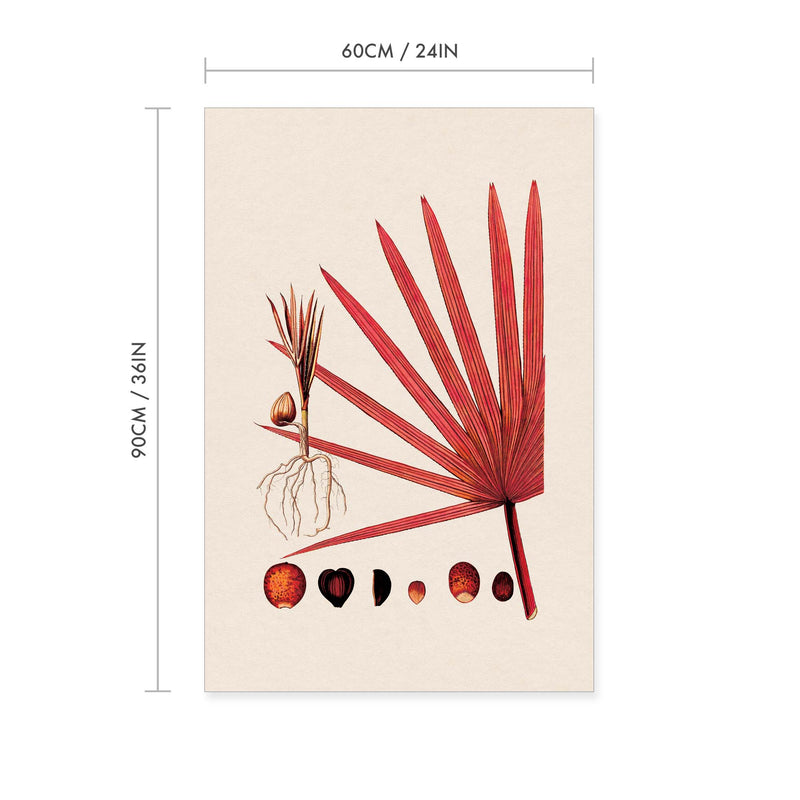 Red Latan Palm Vintage Print