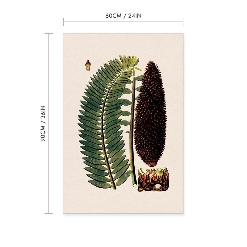 Zamia Palm Vintage Print