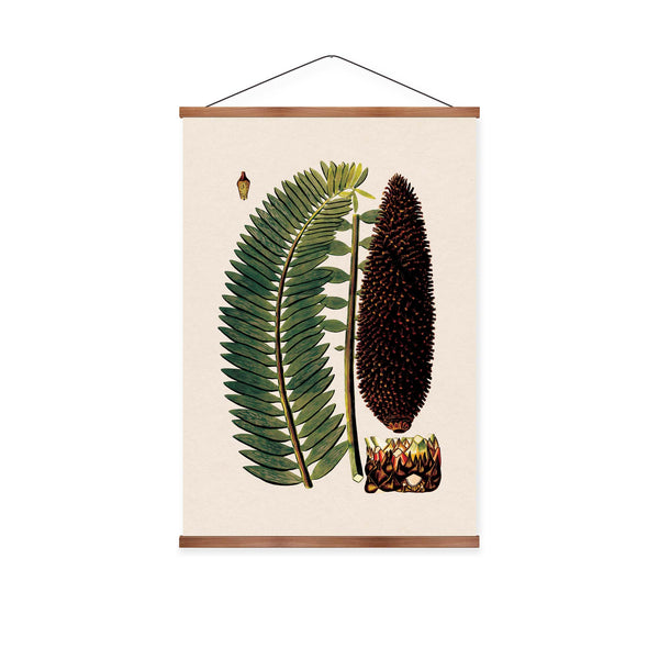 Zamia Palm Vintage Print