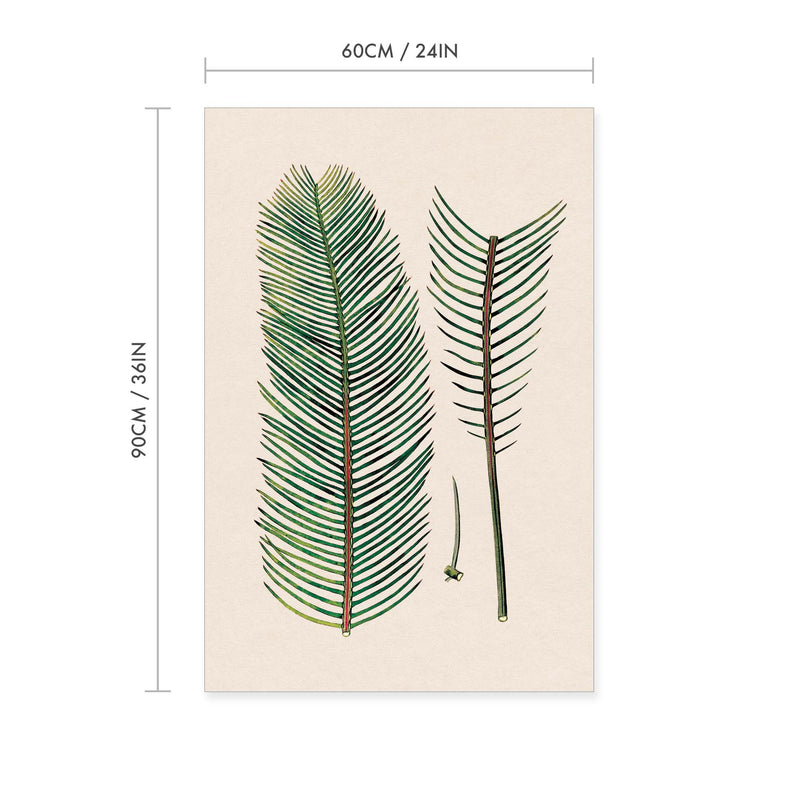 Zamia Leaf Vintage Print