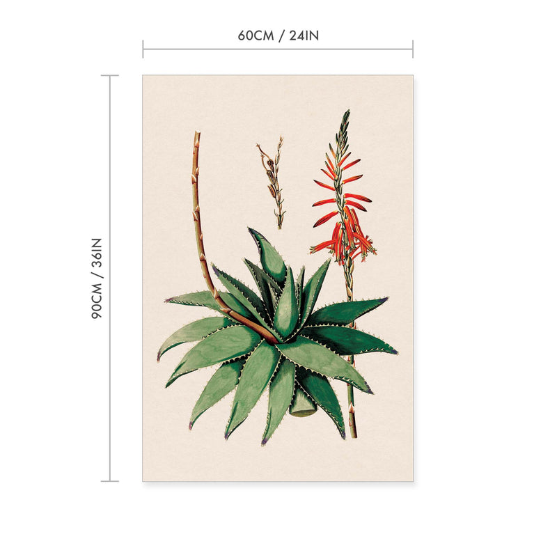 Aloe Vera Vintage Print