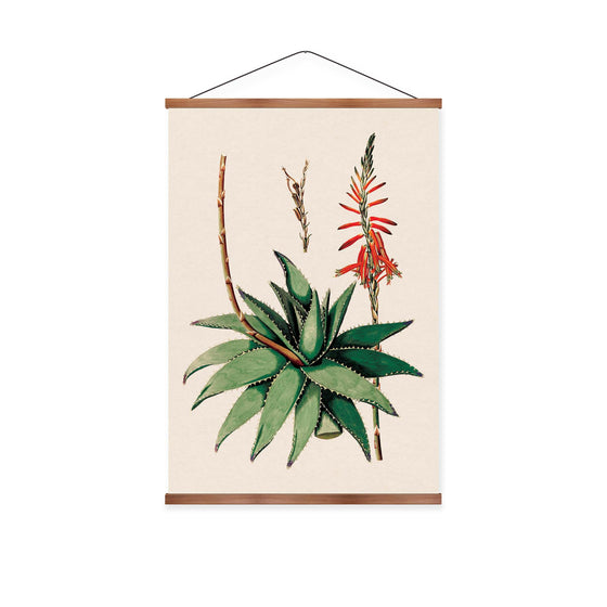 Aloe Vera Vintage Print