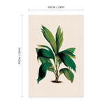 Areca Palm Vintage Print