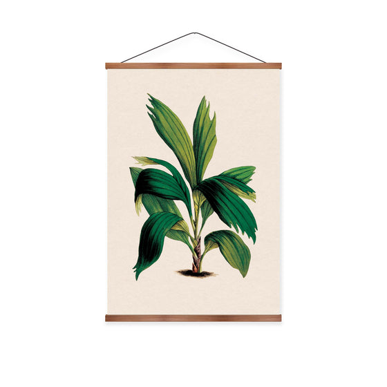 Areca Palm Vintage Print