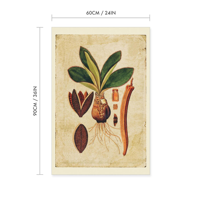 Haemanthus ciliaria Vintage Print