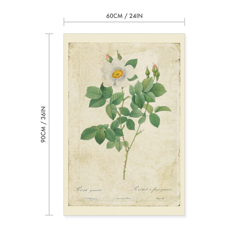 Twin Flowered White Rose Vintage Print