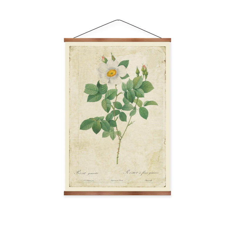 Twin Flowered White Rose Vintage Print