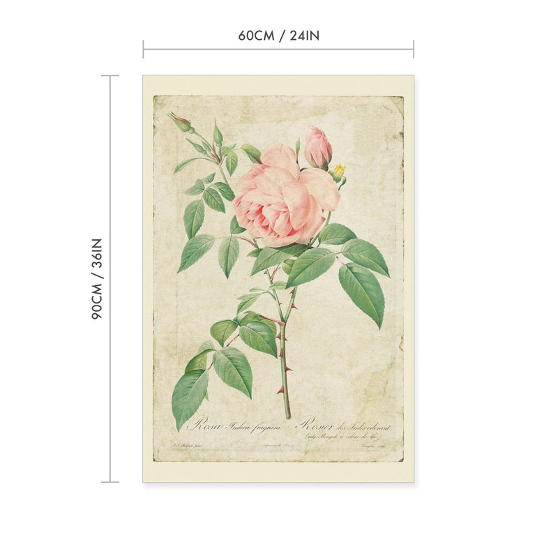 Rosa indica Vintage Print