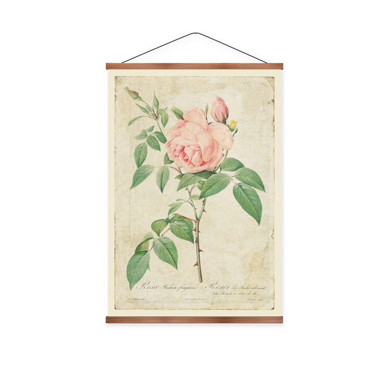 Rosa indica Vintage Print