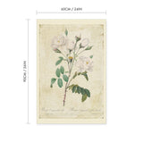 Rosa campanulata alba Vintage Print