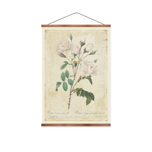 Rosa campanulata alba Vintage Print