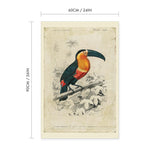 Toucan Vintage Print