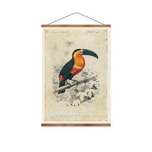 Toucan Vintage Print