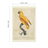 Senegal Parrot Vintage Print