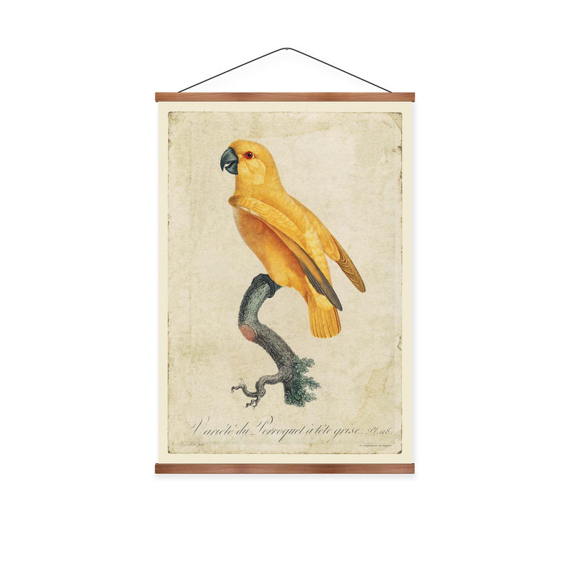 Senegal Parrot Vintage Print