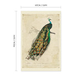 Indian Peacock Vintage Print