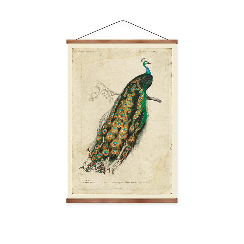 Indian Peacock Vintage Print