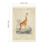 Giraffe Vintage Print