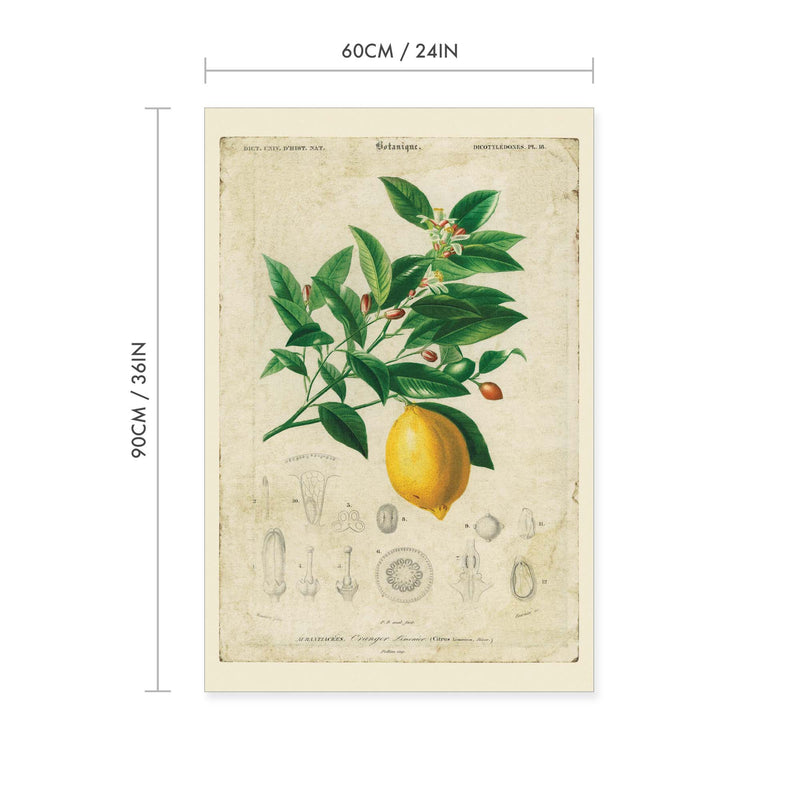 Vintage Botanicals Lemon