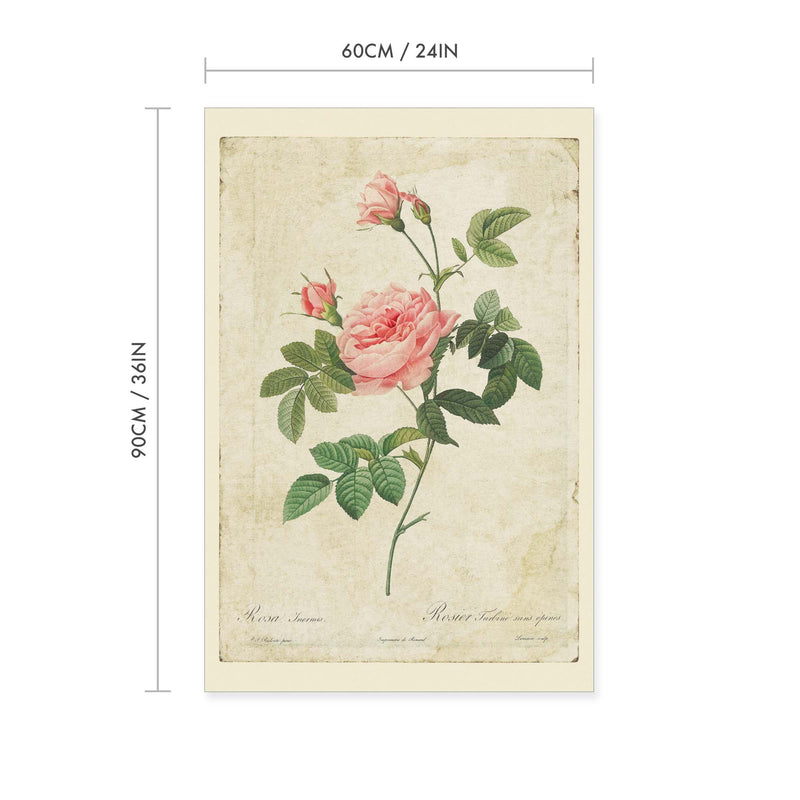 Boursault Rose Vintage Print