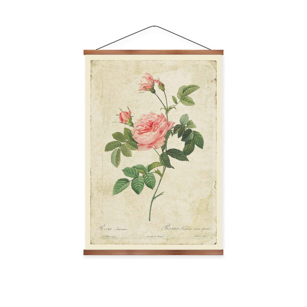 Boursault Rose Vintage Print