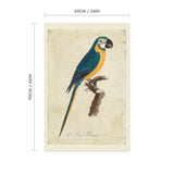 Blue & Yellow Macaw Vintage Print