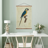 Blue & Yellow Macaw Vintage Print