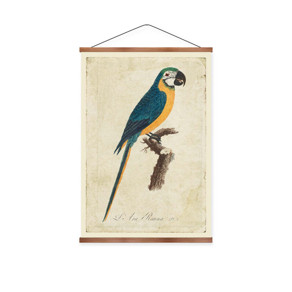 Blue & Yellow Macaw Vintage Print