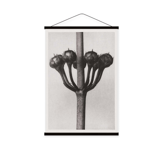 Kunstformen der Natur IV by Karl Blossfeldt