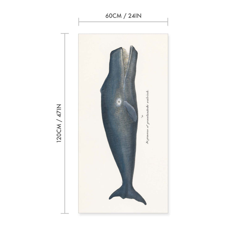 Bowhead Whale Vintage Print