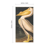 American White Pelican Vintage Print