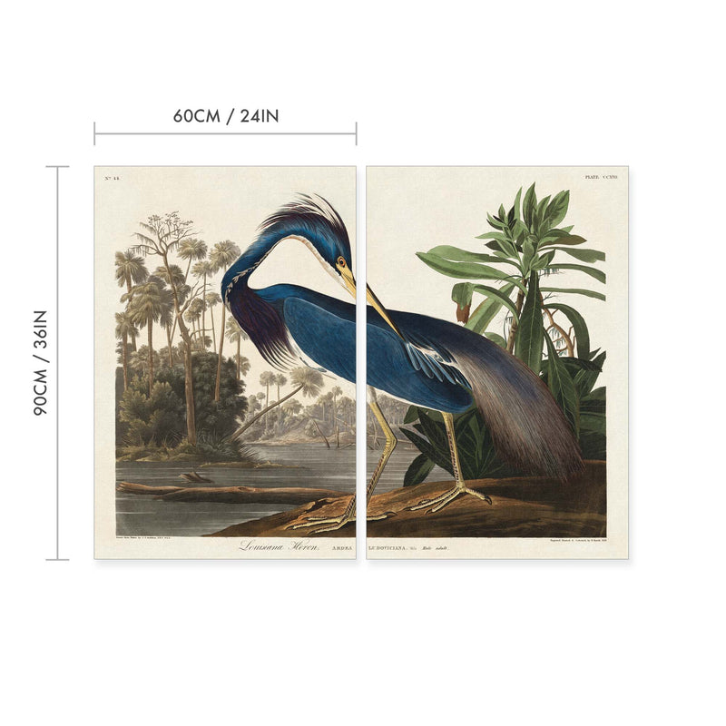 Louisiana Heron Vintage Print