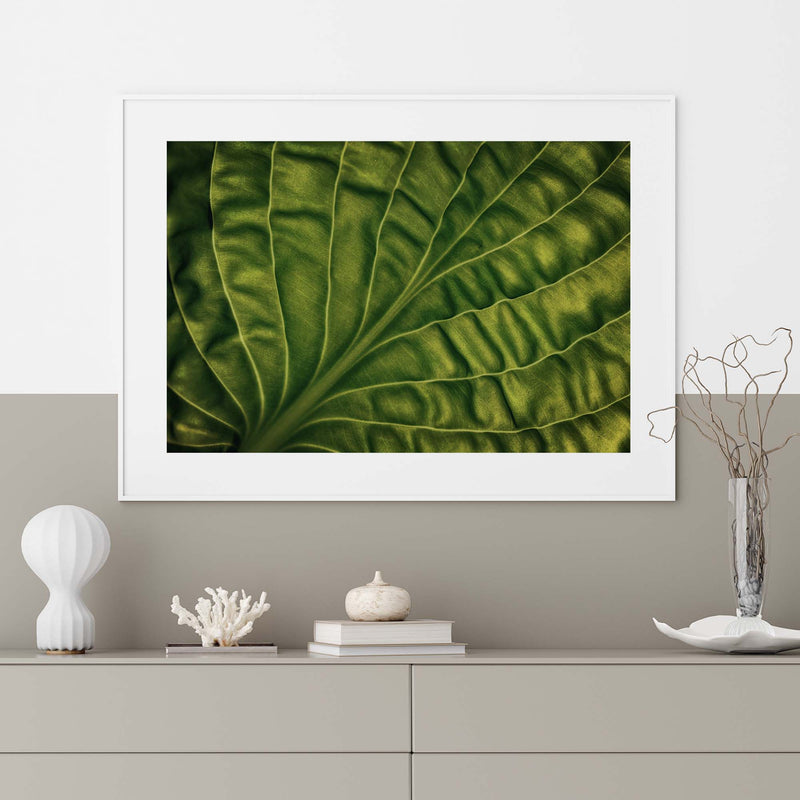 Leaf of a Hosta by Lotte Gronkjar