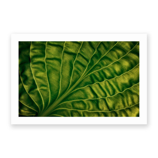 Leaf of a Hosta by Lotte Gronkjar