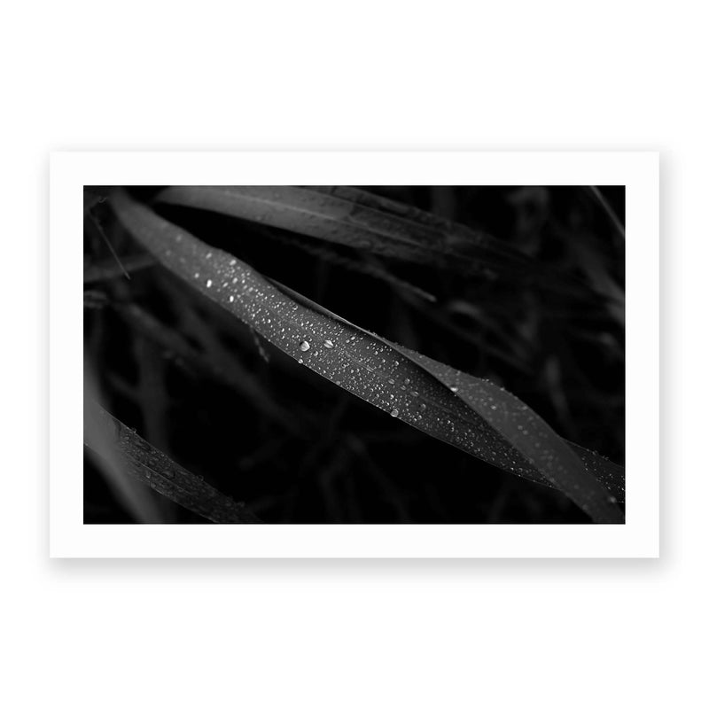 Dew Drop Noir by Kouzou Nakano