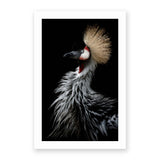 Crowned Crane's Portrait by Eiji Itoyama