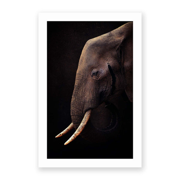 Elephant by Antonio Grambone