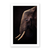 Elephant by Antonio Grambone