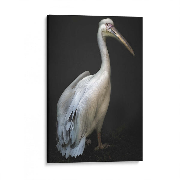 Pelican Portrait by Santiago Pascual Buye