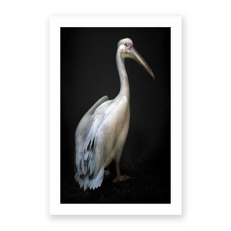 Pelican Portrait by Santiago Pascual Buye