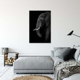 B+W Elephant by Ahmed Sobhi