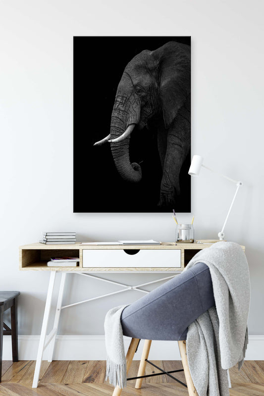 B+W Elephant by Ahmed Sobhi