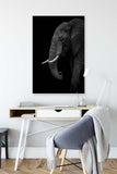 B+W Elephant by Ahmed Sobhi