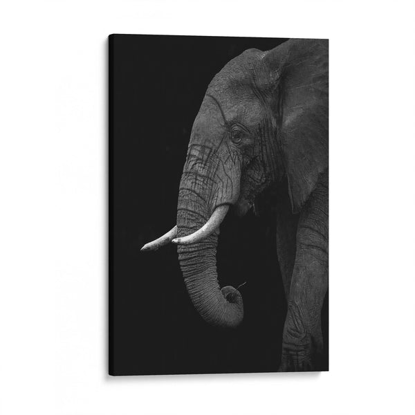 B+W Elephant by Ahmed Sobhi